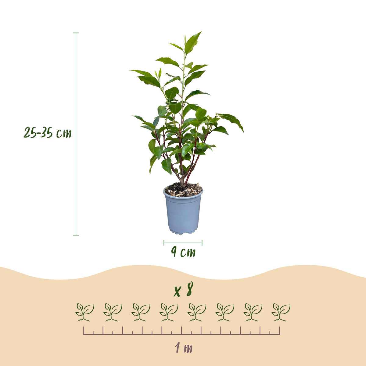 Portugiesischer Lorbeer 'Angustifolia' – Prunus lusitanica 'Angustifolia' – 16 Heckenpflanzen – Topf Ø9cm – Ansicht 4