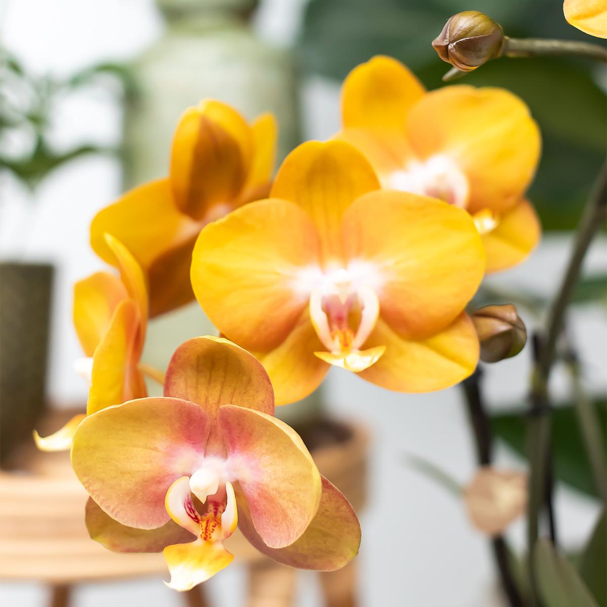 Kolibri Orchids | orange Orchideen-Set im Baumwollkorb inkl. Wassertank | drei orange Orchideen Las Vegas 12cm | Mono Bouquet orange mit autarkem Wassertank. 