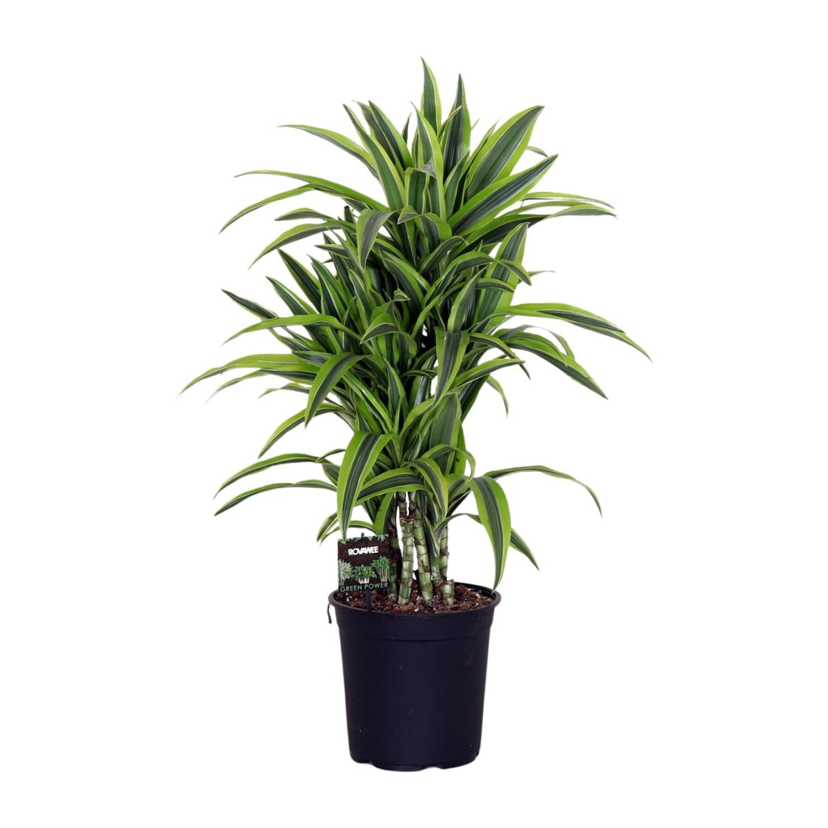 Dracaena Fragr. Lemon Lime - Ø24cm - ↕100cm 