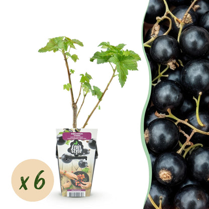 Schwarze Johannisbeere Ribes nigrum Titania winterhart 3 Pflanzen Ø9cm Höhe 30cm – Aromatische Johannisbeerpflanze für Garten