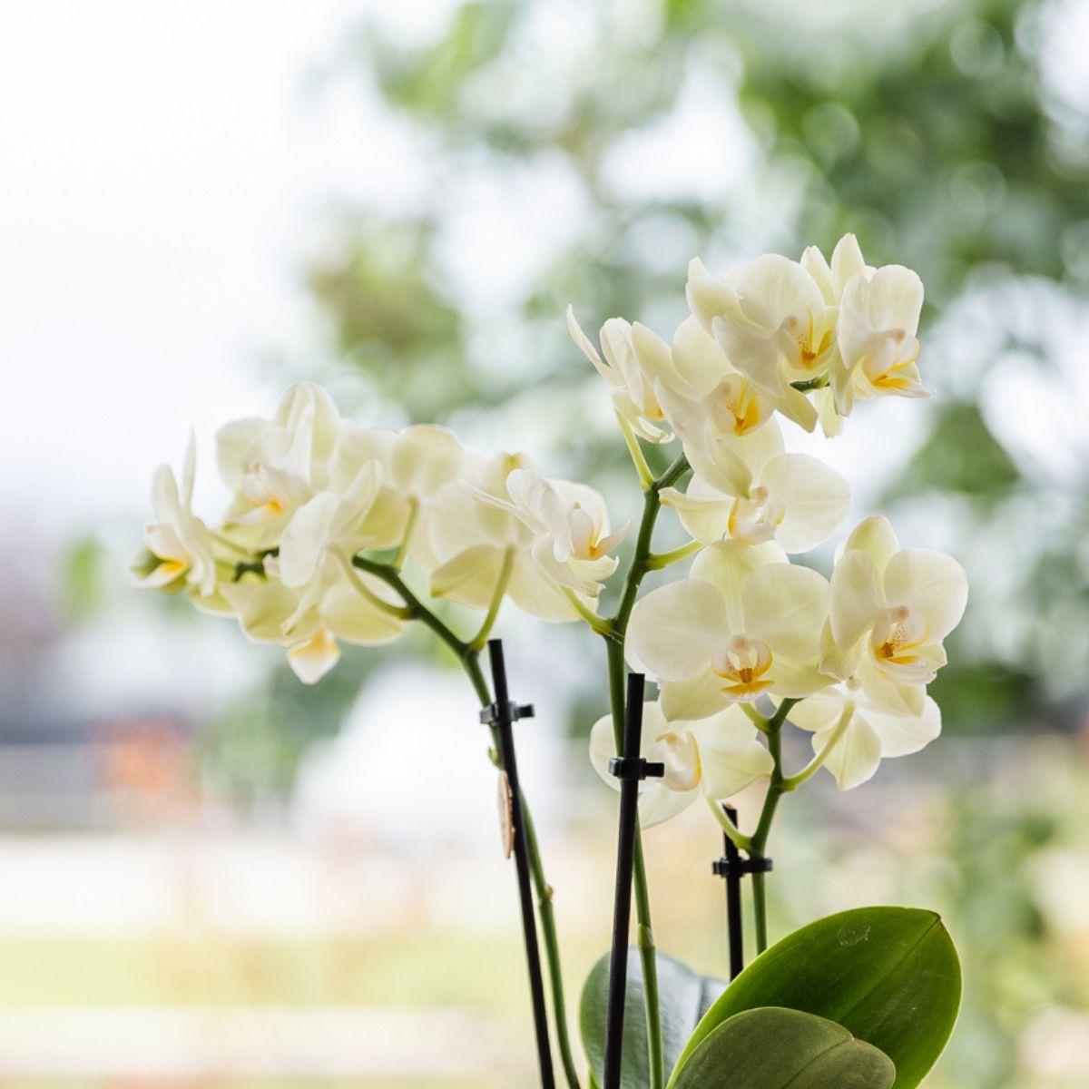 Gelbe Orchidee Mexico + Floral Ziertopf Hellblau – Topfgröße Ø9cm - Zimmerpflanze 