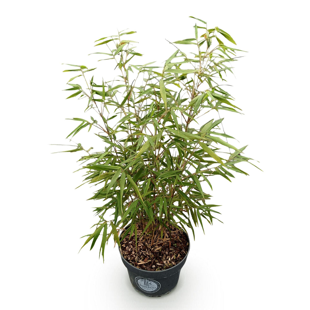 Green boutiQ - Gräser - Fargesia scabrida Asian Wonder - Bambus - Nicht Ausbreitend - Grün - 1 Pflanze - Topf 23 cm - Höhe 80 cm 