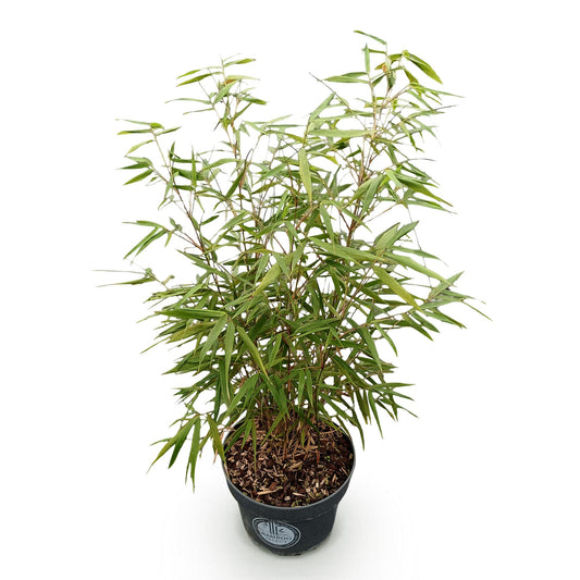 Green boutiQ - Gräser - Fargesia scabrida Asian Wonder - Bambus - Nicht Ausbreitend - Grün - 1 Pflanze - Topf 23 cm - Höhe 80 cm 