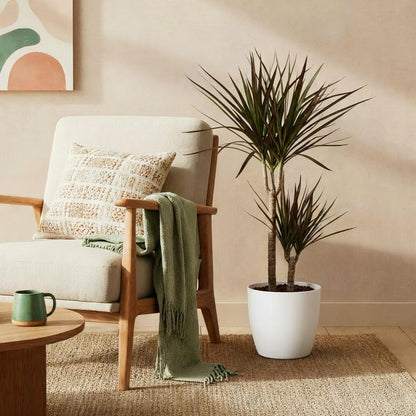 Green boutiQ - Zimmerpflanzen - Dracaena Magenta - Drachenblutbaum - Wenig Pflege - mit Potter Weiß - Rot - 1 Pflanze - mit Potter Weiß - Topf 21cm - Höhe 90-100cm 