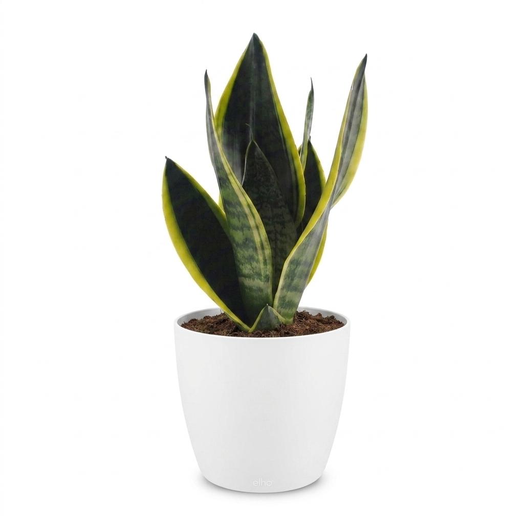 Bogenhanf Sansevieria trifasciata Future Superb – Ø12cm Höhe 35cm – mit weißem Dekotopf – Ansicht 2