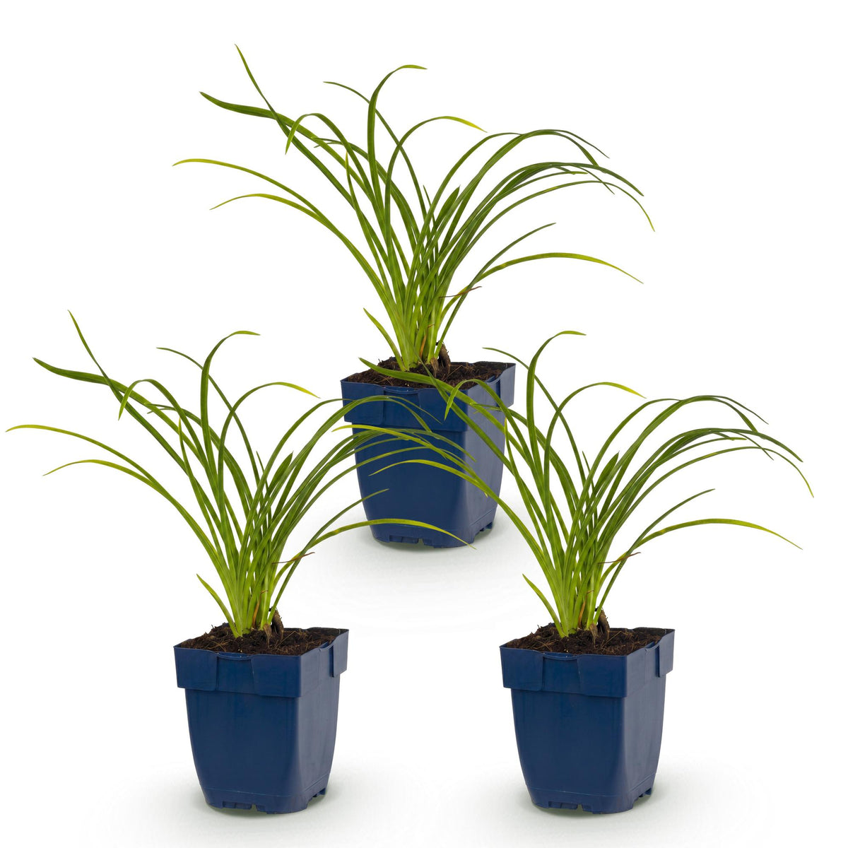 Taglilie 'Stella d' – Hemerocallis 'Stella d'Oro' – Topf Ø11cm – Bienenfreundliche Staude für Garten & Balkon – Ansicht 2
