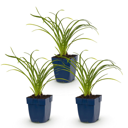 Taglilie 'Stella d' – Hemerocallis 'Stella d'Oro' – Topf Ø11cm – Bienenfreundliche Staude für Garten & Balkon – Ansicht 2