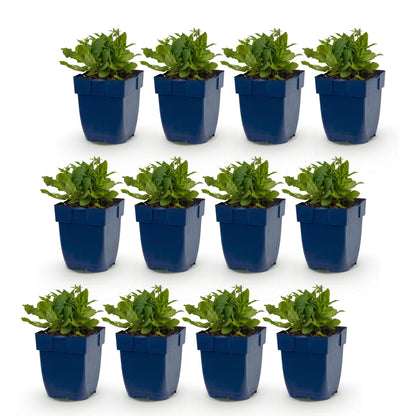 Steppen-Salbei 'Schneehügel' – Salvia nemorosa 'Schneehügel' – 12 Pflanzen – Topf Ø11cm – Ansicht 2