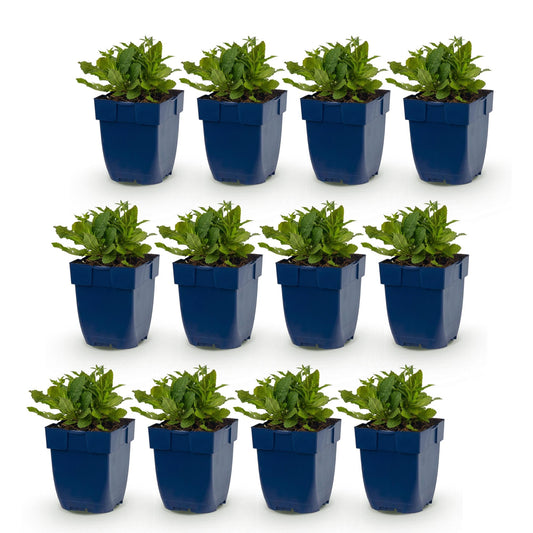 Steppen-Salbei 'Schneehügel' – Salvia nemorosa 'Schneehügel' – 12 Pflanzen – Topf Ø11cm – Ansicht 2