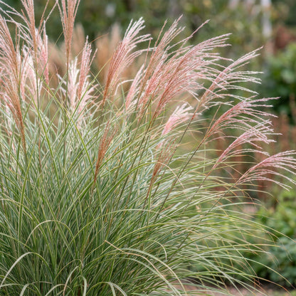 Chinaschilf 'Morning Light' – Miscanthus sinensis 'Morning Light' – Topf Ø11cm – Ansicht 5