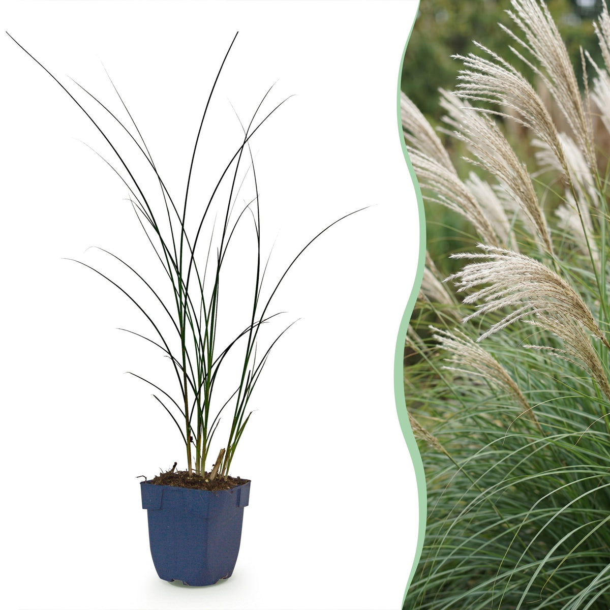 Chinaschilf 'Gracillimus' – Miscanthus sinensis 'Gracillimus' – Topf Ø11cm