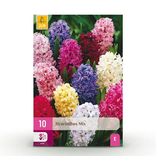 GreenboutiQ - Blumenzwiebeln - Hyazinthenmix - Verschiedene Farben - 10 Stück - Zwiebelgröße 14/15 - XXL Pack 