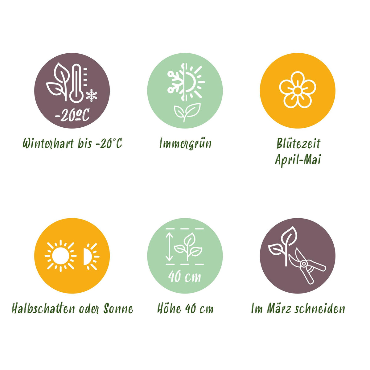 Bergenie – Bergenia cordifolia – 6 Pflanzen – Topf Ø11cm – Bienenfreundliche Staude für Garten & Balkon – Ansicht 10