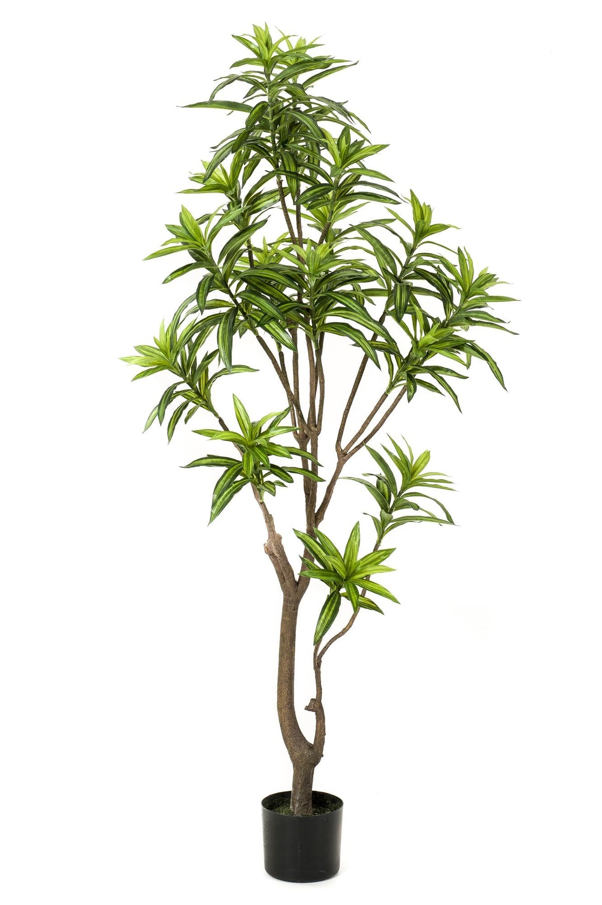 Kunstpflanze - Dracaena - Drachenbaum - 155 cm 