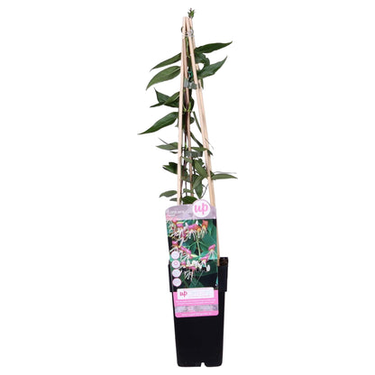Geißblatt - Lonicera henryi - Immergrüne Kletterpflanze - Ø15cm - Höhe 65cm - Duftende Blüten für Garten, Terrasse & Balkon 