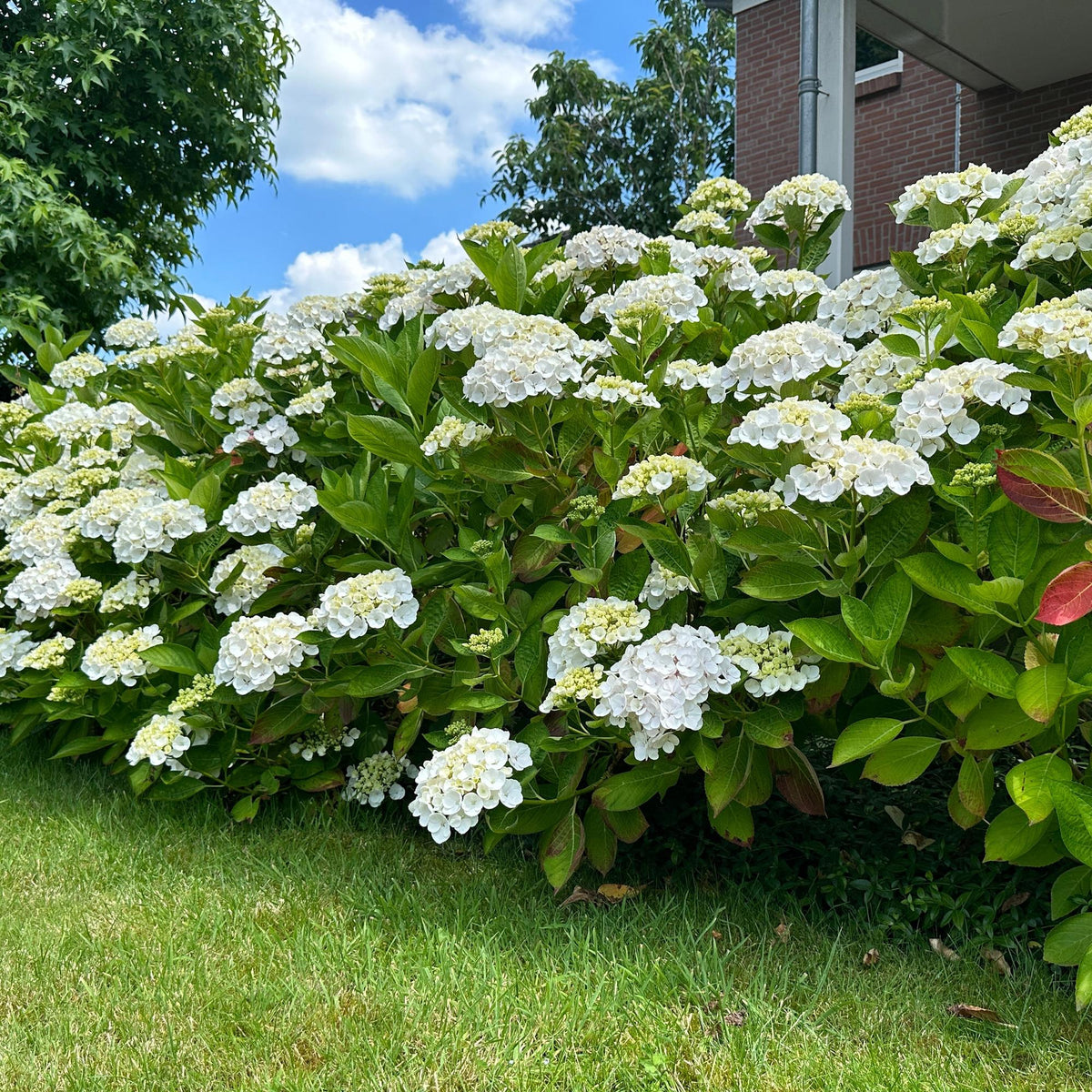 Hortensie – Hydrangea macrophylla Weiß – Blüte Weiß – Ø17cm – ↕30cm – Laubabwerfend – Pflegeleicht 