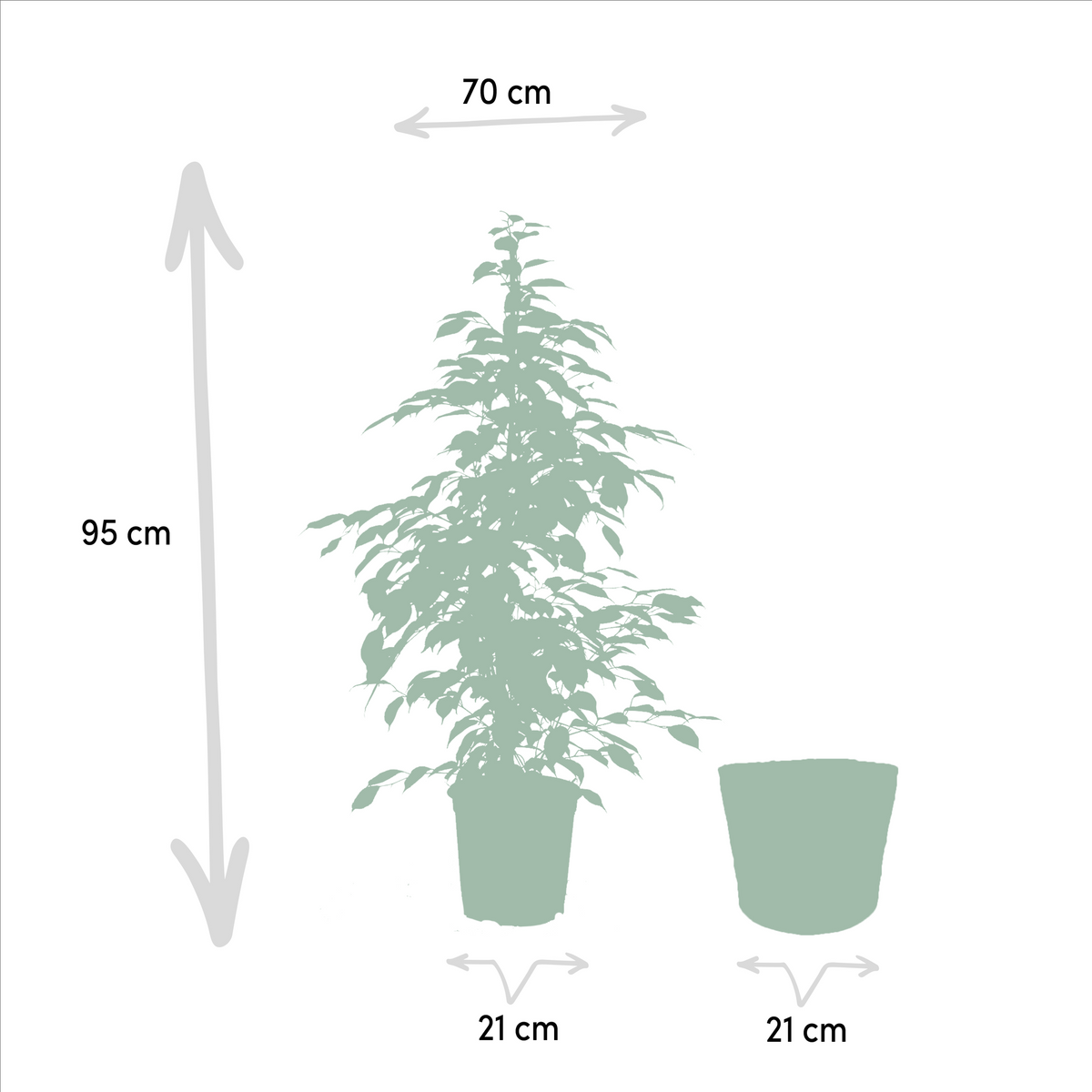 Ficus benjamina Goldenking - Ø21cm - ↕95cm + Korb Selin 