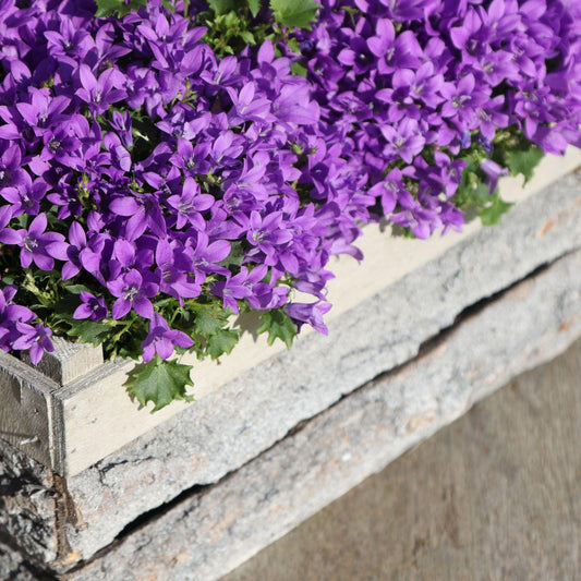 Campanula Addenda - Glockenblume lila Topfgröße 12cm - 1m2 Bodendecker - 6 Pflanzen - Ambella Lila - Winterhart 