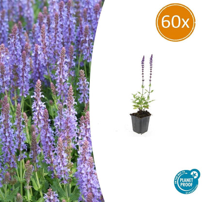 Blüten Salbei Salvia nemorosa Caradonna – ↕10-25cm – Ø9cm – Tiefviolett – Bienenfreundlich – Pflegeleicht – Ansicht 28