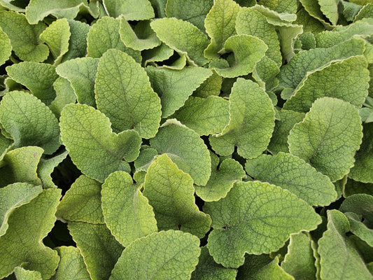 Russel-Brandkraut Phlomis russeliana – ↕10-25cm – Ø9cm – 6 Pflanzen – Winterhart & Bienenfreundlich – Sommerblüher für Beete & Garten 