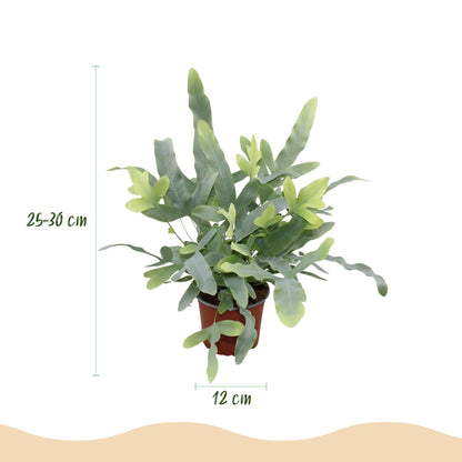 Green boutiQ - Zimmerpflanze - Phlebodium aureum Blue Star - Blaue Farn - Haustierfreundliche Pflanze - Blau - 1 Pflanze - mit Potter Grau - Topf 12cm - Höhe 25cm 
