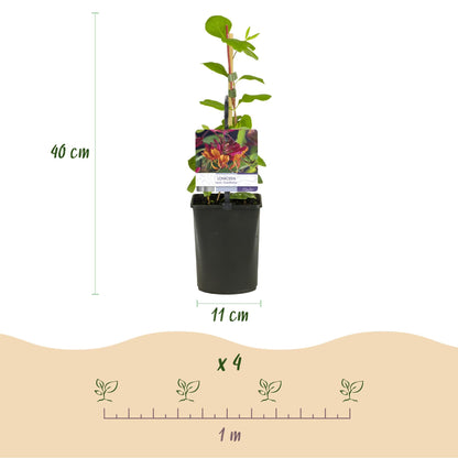 Kletterpflanzen-Set „Rainbow“ – 4 Pflanzen – Clematis montana Rubens, Hedera helix, Lonicera Goldflame, Campsis Madame Galen – Bunt blühend & immergrün – Ø11 cm – Höhe ca. 40 cm 