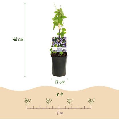 Passionsblume Passiflora Tricolour – Blüte Rosa, Weiß & Lila – Wenig Pflege – 3 Pflanzen – 11cm Höhe 40cm – Ideal für Balkon, Garten & Pergolen 