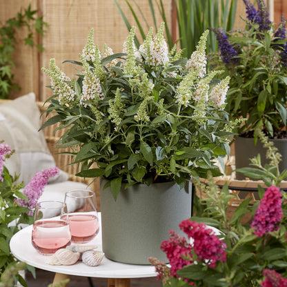 Green boutiQ - Gartenpflanze - Buddleja davidii Butterfly Candy Little White - Schmetterlingsstrauch - Kompakt - Weiß - 1 Pflanze - Topf 12cm - Höhe 20-25cm 