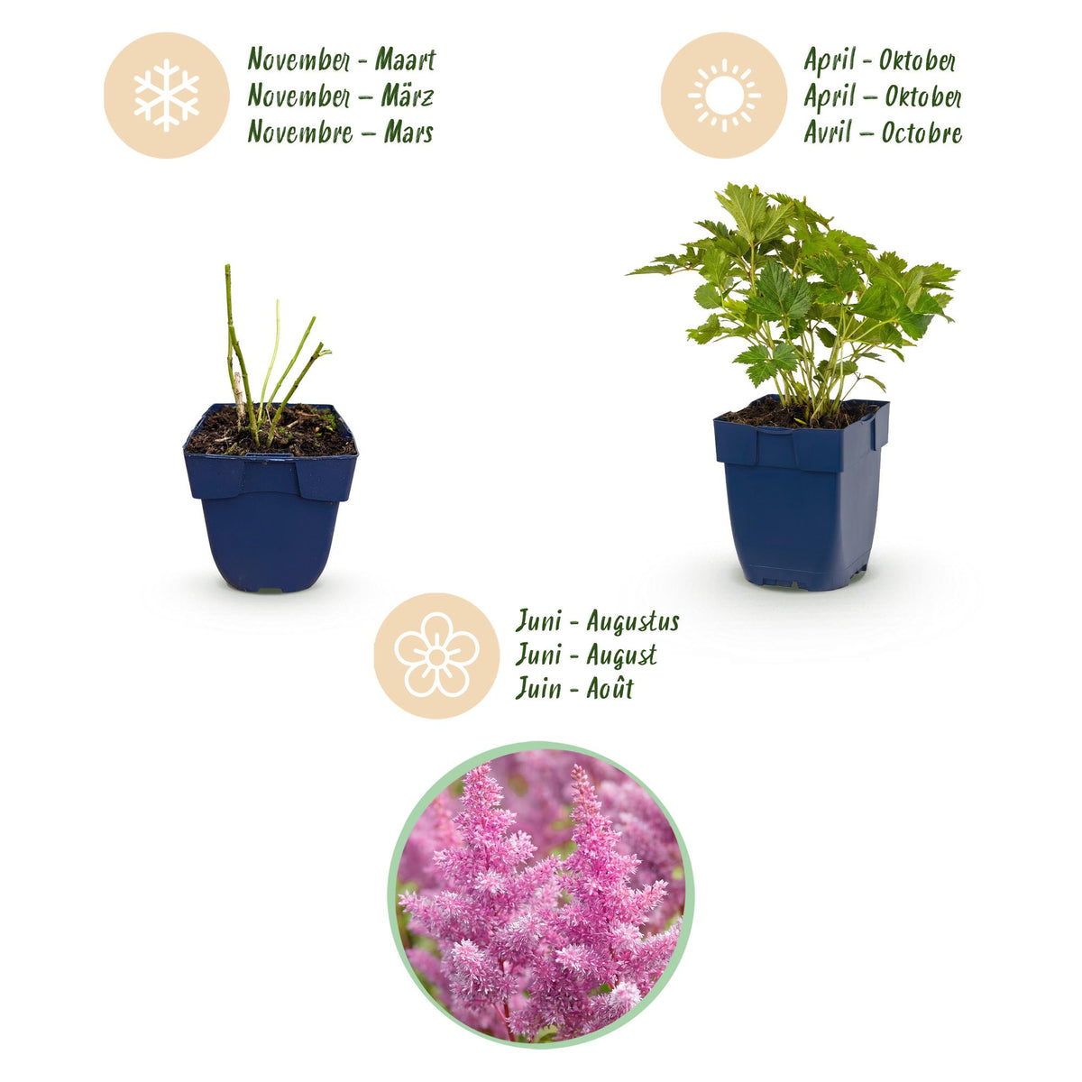 Zwerg-Prachtspiere 'Pumila' – Astilbe chinensis 'Pumila' – 6 Pflanzen – Topf Ø11cm – Ansicht 4