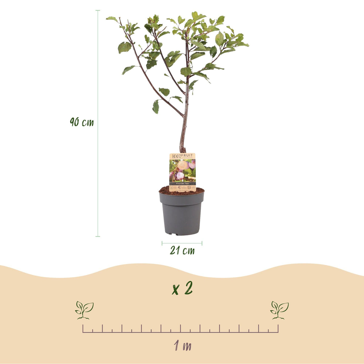 Pflaumenbaum – Prunus domestica 'Opal' – ca. 90 cm hoch – Topf Ø21 cm – gelb-rote Früchte – selbstfruchtend & ertragreich – Obstbaum für Garten & Terrasse 