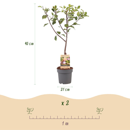 Pflaumenbaum – Prunus domestica 'Opal' – ca. 90 cm hoch – Topf Ø21 cm – gelb-rote Früchte – selbstfruchtend & ertragreich – Obstbaum für Garten & Terrasse 
