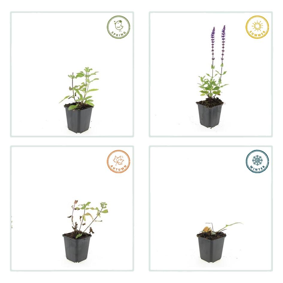 Blüten-Salbei Salvia nemorosa 'Caradonna' – ↕10-25cm – Ø9cm – 6 Pflanzen – Tiefviolett – Bienenfreundlich – Pflegeleicht – Sonniger Standort 