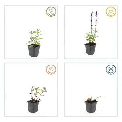 Blüten-Salbei Salvia nemorosa 'Caradonna' – ↕10-25cm – Ø9cm – 6 Pflanzen – Tiefviolett – Bienenfreundlich – Pflegeleicht – Sonniger Standort 