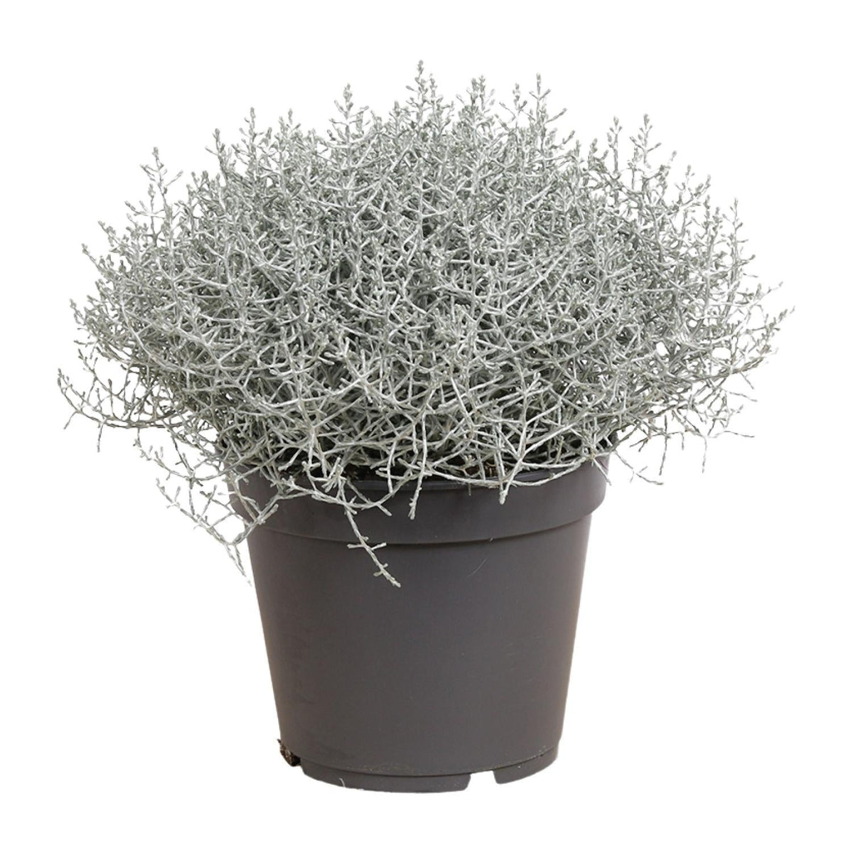 Leucophyta (Calocephalus) Brownii - Ø17cm - ↕30cm 