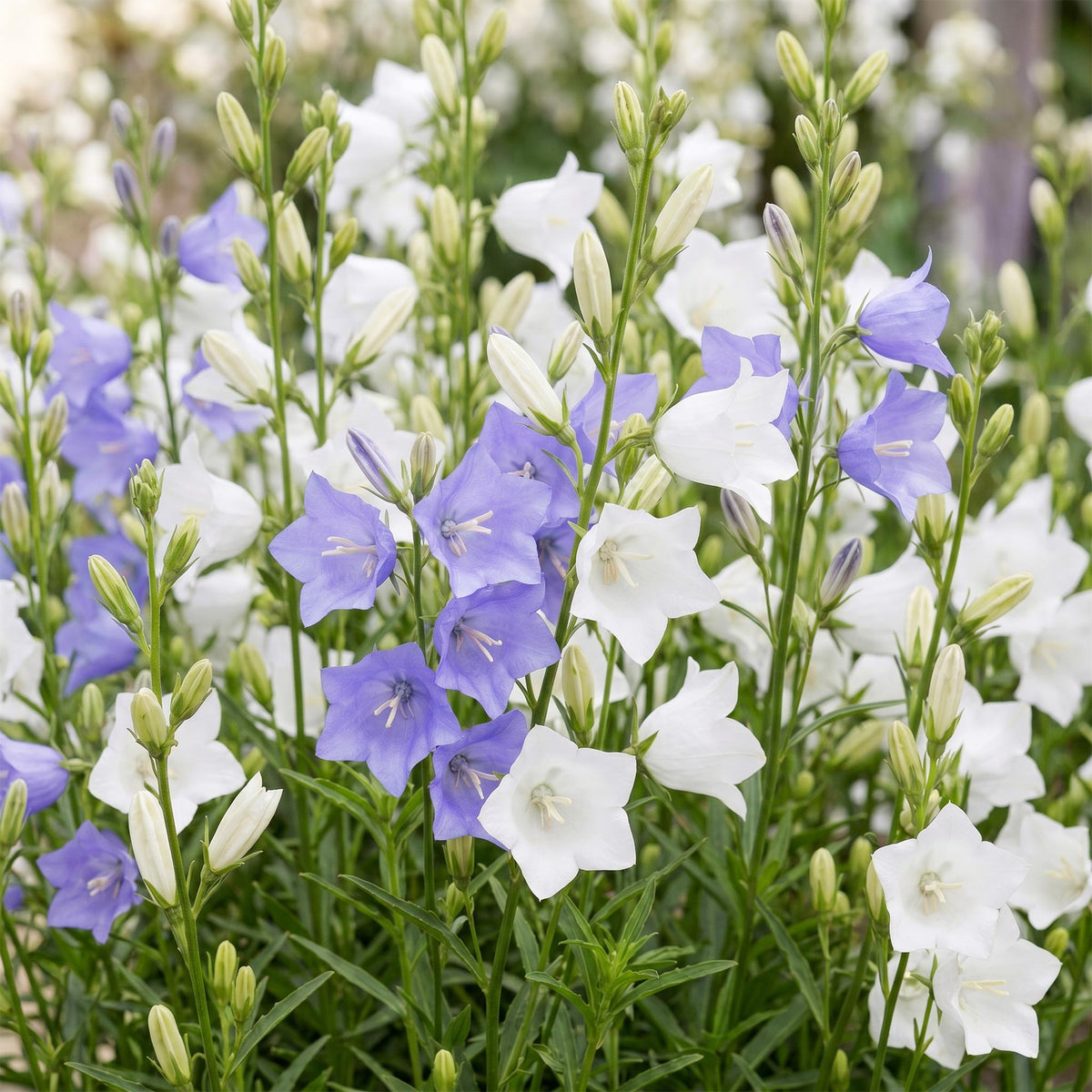 Pfirsichblättrige Glockenblume 'Duo' – Campanula persicifolia-Sortenmix – Topf Ø11cm – Ansicht 5