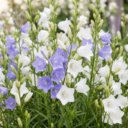 Pfirsichblättrige Glockenblume 'Duo' – Campanula persicifolia-Sortenmix – Topf Ø11cm – Ansicht 5