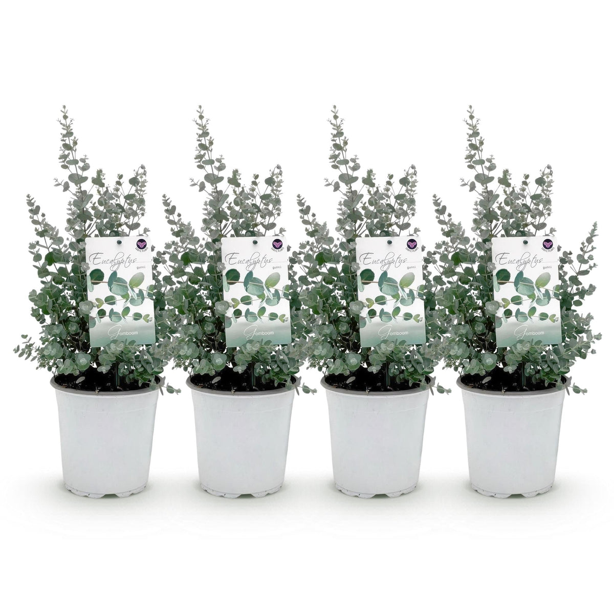 Eukalyptusbaum Eucalyptus gunnii – Winterhart – Terrassenpflanze – Grau – Ø17cm, Höhe ca. 40cm – Ansicht 12