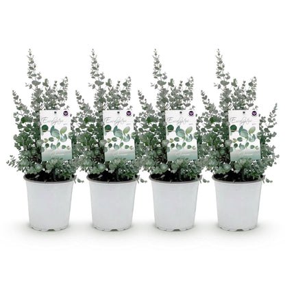Eukalyptusbaum Eucalyptus gunnii – Winterhart – Terrassenpflanze – Grau – Ø17cm, Höhe ca. 40cm – Ansicht 12