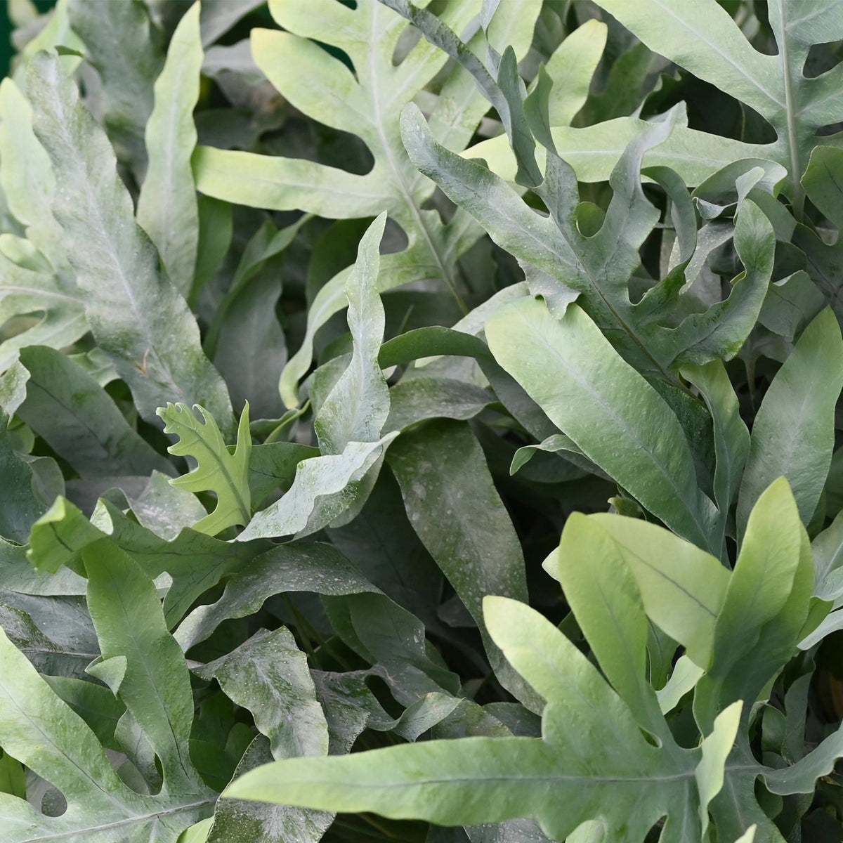 Green boutiQ - Zimmerpflanze - Phlebodium aureum Blue Star - Blaue Farn - Haustierfreundliche Pflanze - Blau - 1 Pflanze - mit Korb - Topf 12cm - Höhe 25cm 