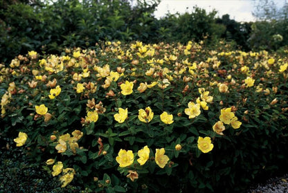 Johanniskraut Hypericum dummeri 'Peter Dummer' – ↕10-25cm – Ø9cm – 6 Pflanzen – Winterharter Bodendecker mit gelben Blüten 