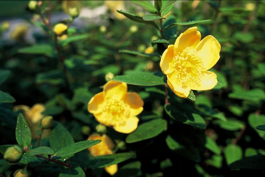 Johanniskraut Hypericum dummeri 'Peter Dummer' – ↕10-25cm – Ø9cm – 6 Pflanzen – Winterharter Bodendecker mit gelben Blüten 