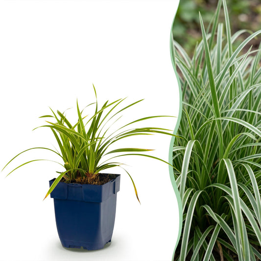 Segge 'Ice Dance' – Carex morrowii 'Ice Dance' – 6 Pflanzen – Topf Ø11cm – Staude für Garten & Balkon
