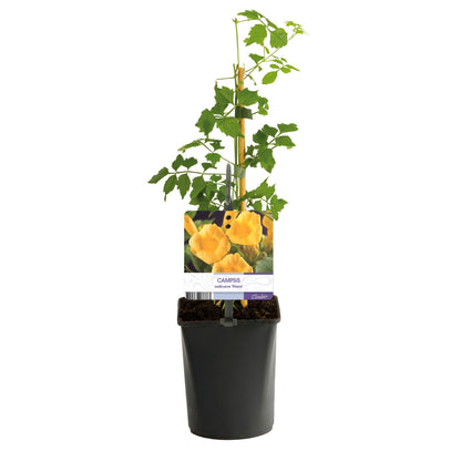 Trompetblume - Campsis radicans Flava - Blüte Gelb - Wenig Pflege - 2 Pflanzen - Topf 11cm Höhe 40cm 