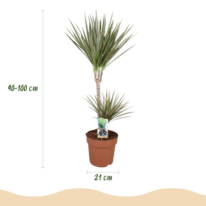 Green boutiQ - Zimmerpflanzen - Dracaena Marginata Bicolor - Drachenbaum - Pflegeleicht - Grün - Braun - 1 Pflanze - mit Potter Grau - Topf 21cm - Höhe 90-100cm 