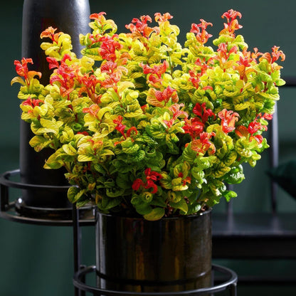 GreenboutiQ - Gartenpflanze - Leucothoe Curly Gold - Gelb - 1 Pflanze - Immergrün - Wenig Pflege - Topf 17cm Höhe 40cm 