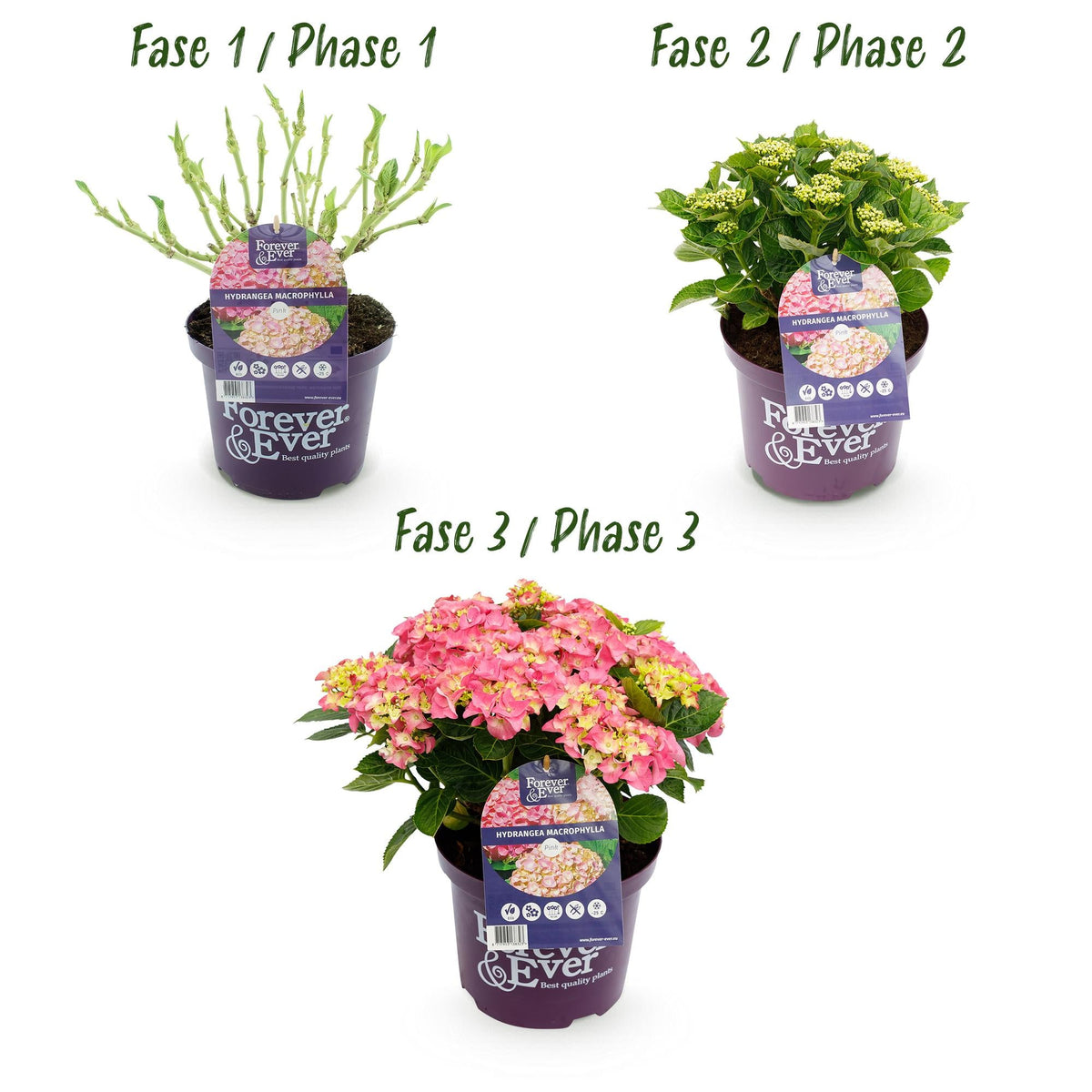 Hortensie Hydrangea macrophylla Forever & Ever Rosa – Balkonpflanze – 7-12 Blüten – Topf 23 cm – Höhe 55 cm – Langlebige Blüten – Für Beet, Terrasse & Balkon 