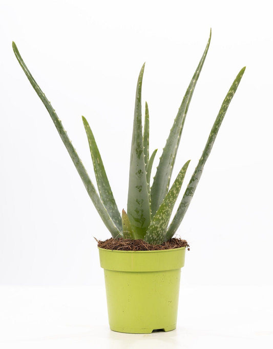 Aloe Vera P&PURE Collection - Ø12cm - ↕40cm 