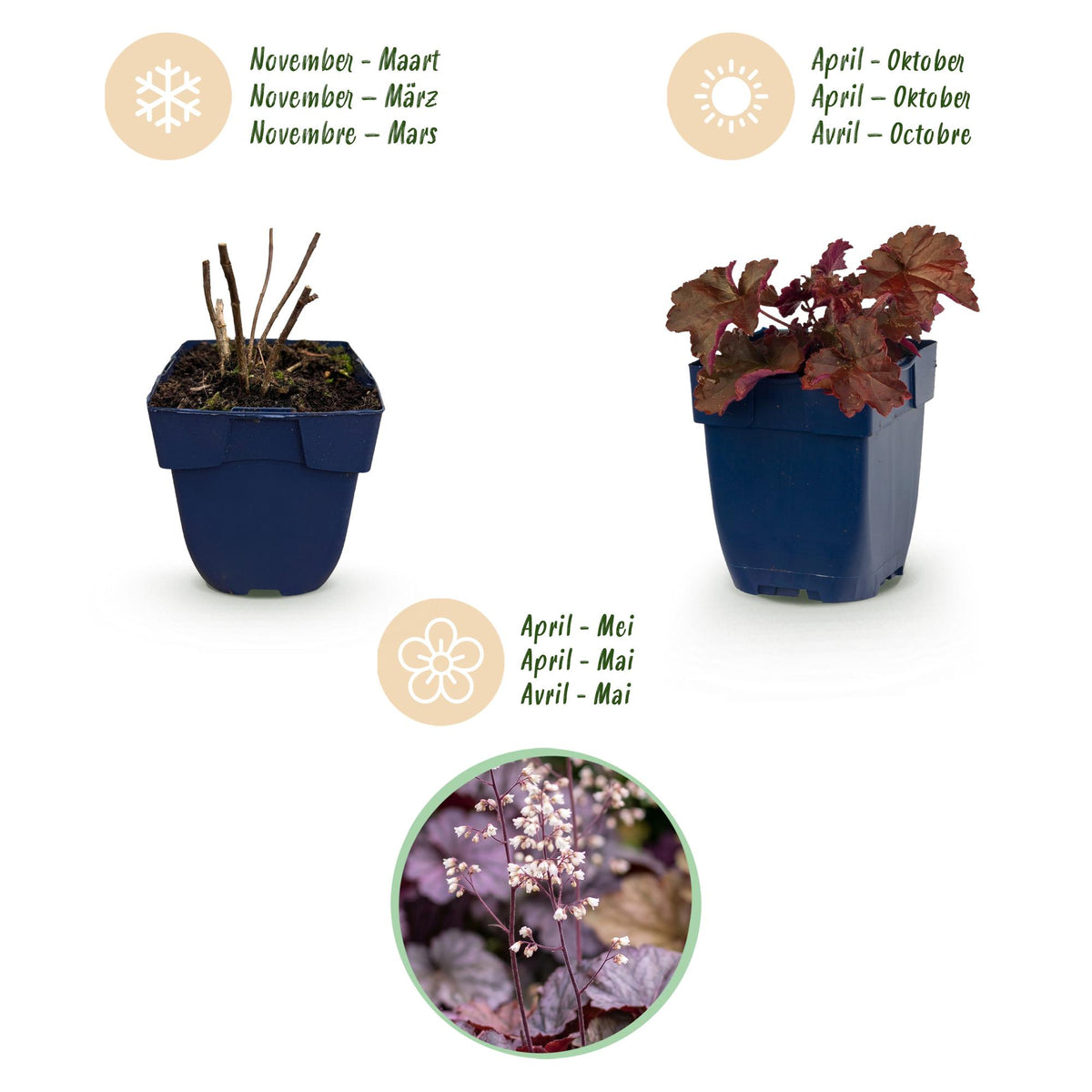 Purpurglöckchen 'Palace Purple' – Heuchera micrantha 'Palace Purple' – 6 Pflanzen – Topf Ø11cm – Ansicht 4
