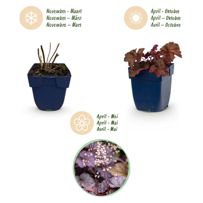 Purpurglöckchen 'Palace Purple' – Heuchera micrantha 'Palace Purple' – 6 Pflanzen – Topf Ø11cm – Ansicht 4