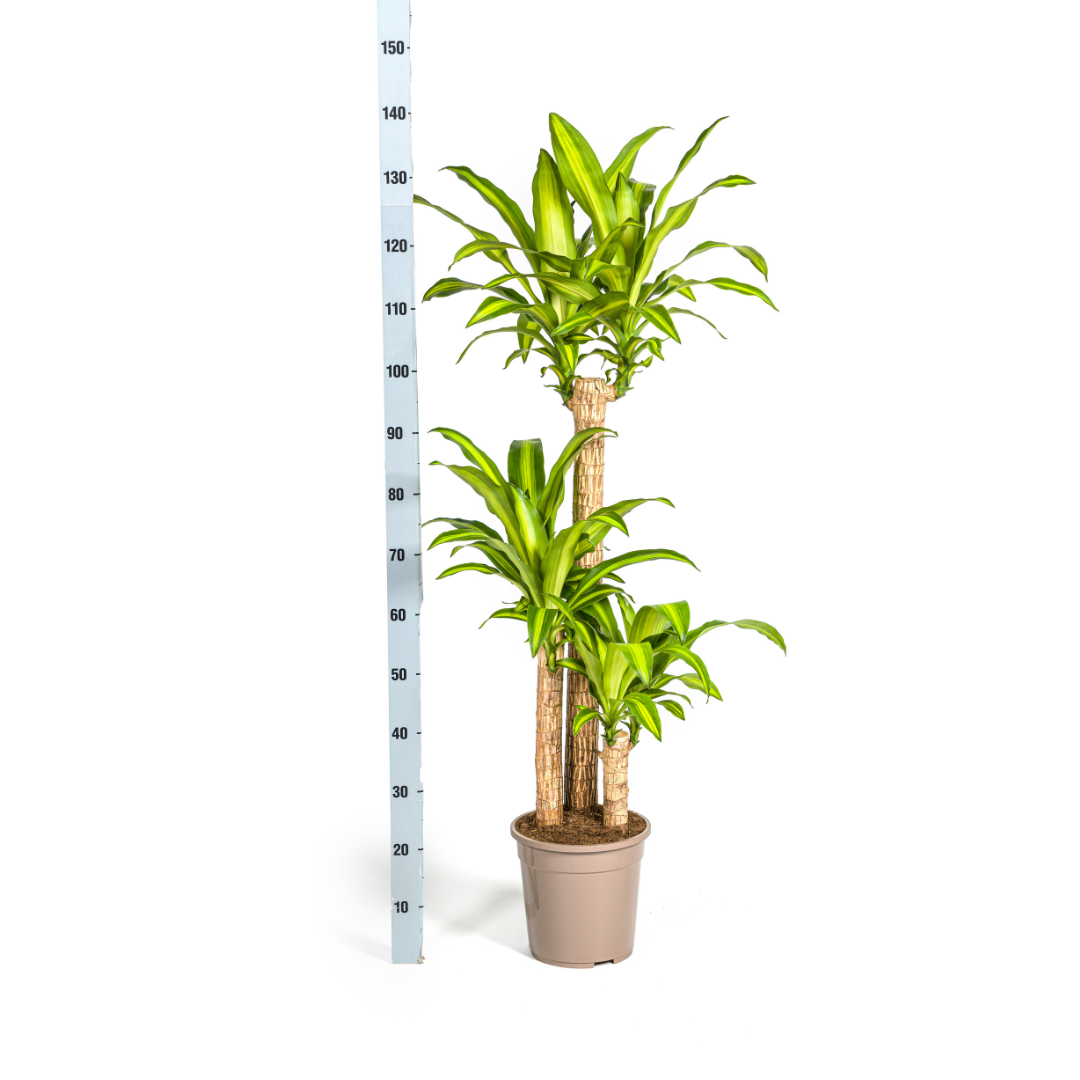 Dracaena Fragrans Massangeana mit Korb Ø24cm - ↕130 - 150cm 
